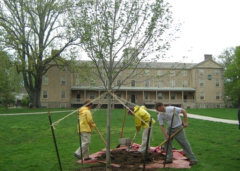Founders Green Gets New Maple For Arbor Day
