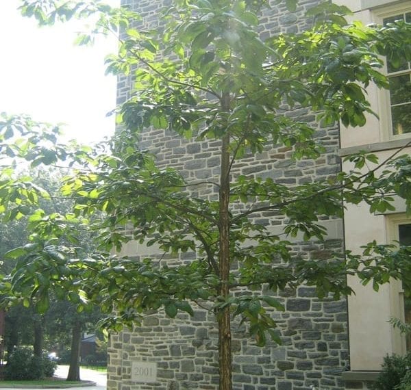 Haverford Remembers 9/11