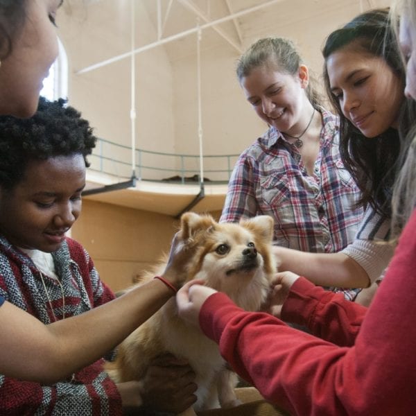 De-Stress With Dogs!