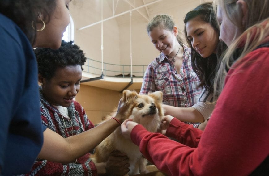 De-Stress With Dogs!