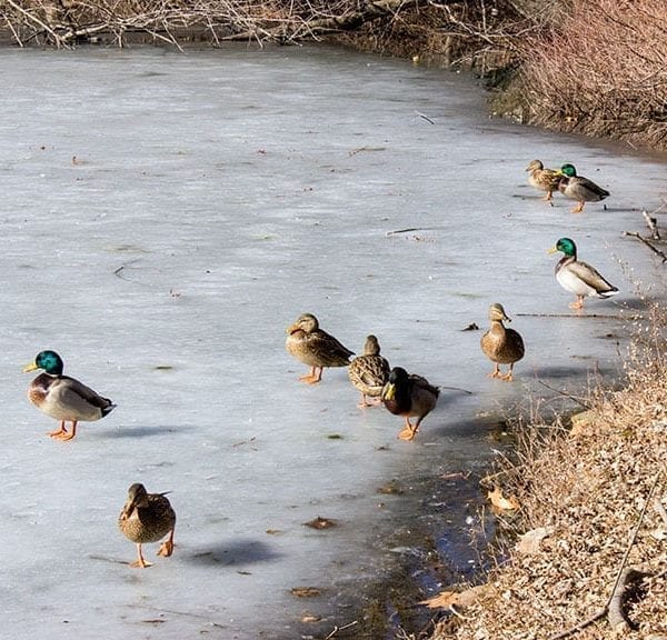 A Rare, Frozen Treat: The Duck Pond