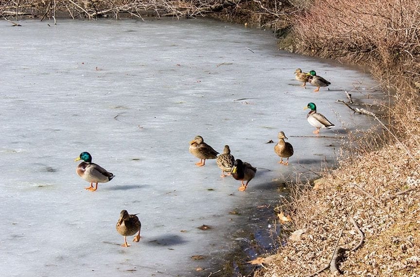 A Rare, Frozen Treat: The Duck Pond