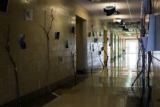 The-Forbidden-Forest_IMG_1852