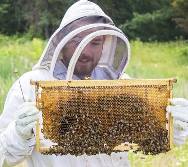 It’s Buzzing Bees This Summer!