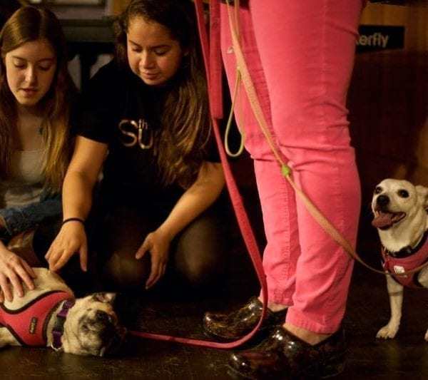 Furry Friends for Finals
