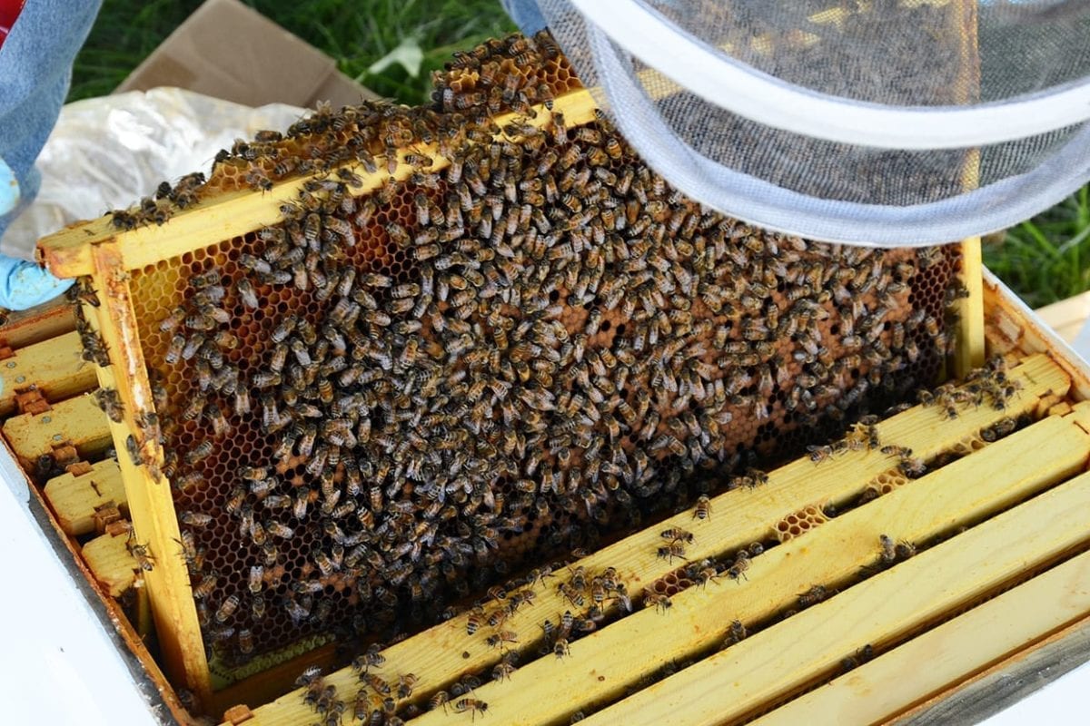 WHAT THEY LEARNED: Chloe Wang ’17