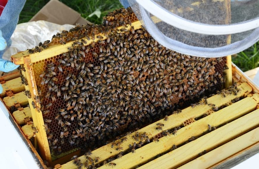 WHAT THEY LEARNED: Chloe Wang ’17