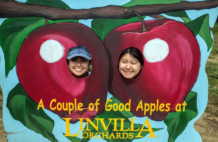 Posing as apples at the orchard