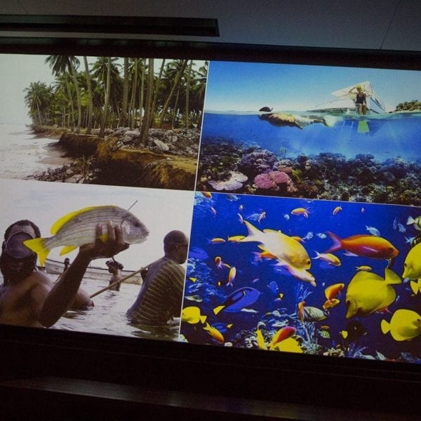 Visual aids about marine biology