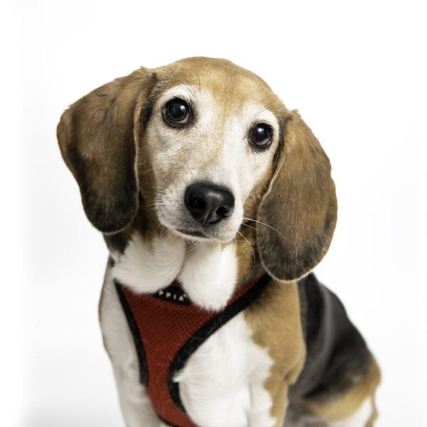 The Dogs of Haverford