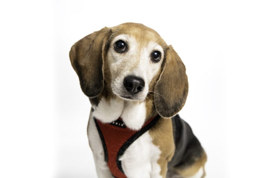 The Dogs of Haverford