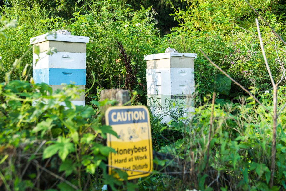 Two beehive boxes are nestled among overgrown greenery next to a yellow sign reading, " Caution: honeybees hard at work. Do not disturb."