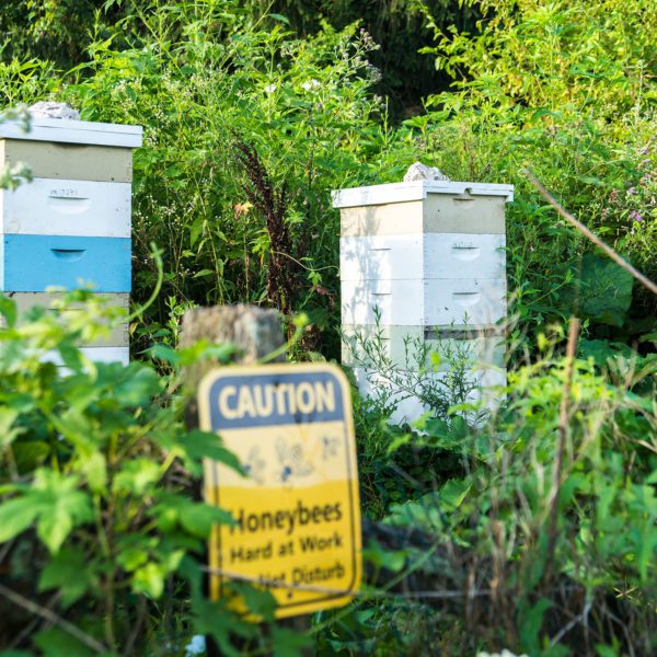 Two beehive boxes are nestled among overgrown greenery next to a yellow sign reading, " Caution: honeybees hard at work. Do not disturb."