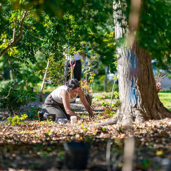 COOL CLASSES: “The Premodern Life of Trees”
