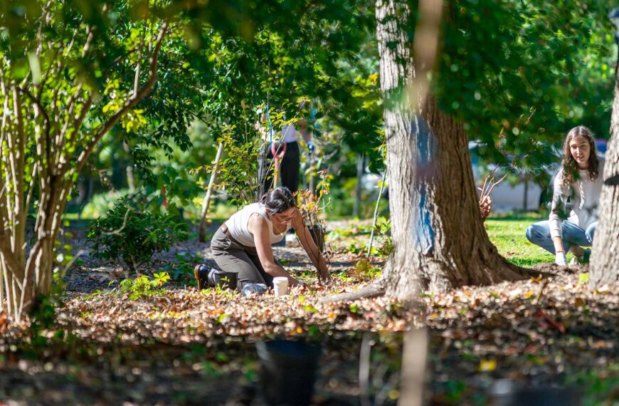 COOL CLASSES: “The Premodern Life of Trees”