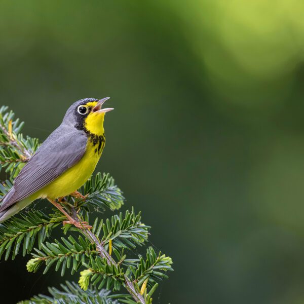 A grey and yellow bird is pictured perched on the branch of an evergreen tree against a blurry background.